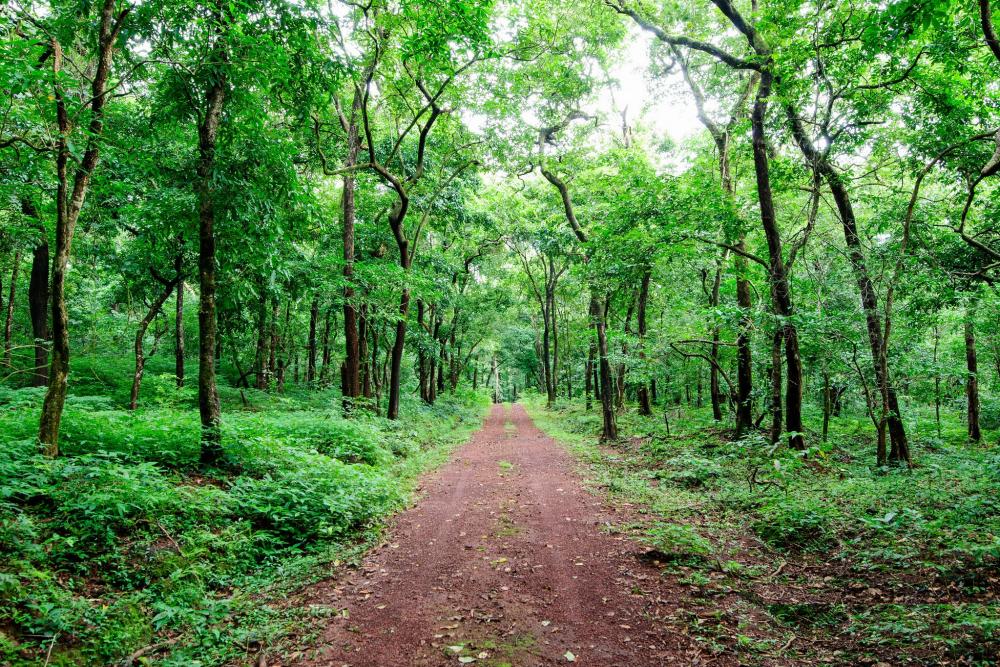 Explore Wildlife in Goa: Top Sanctuaries & Tips for a Memorable Trip