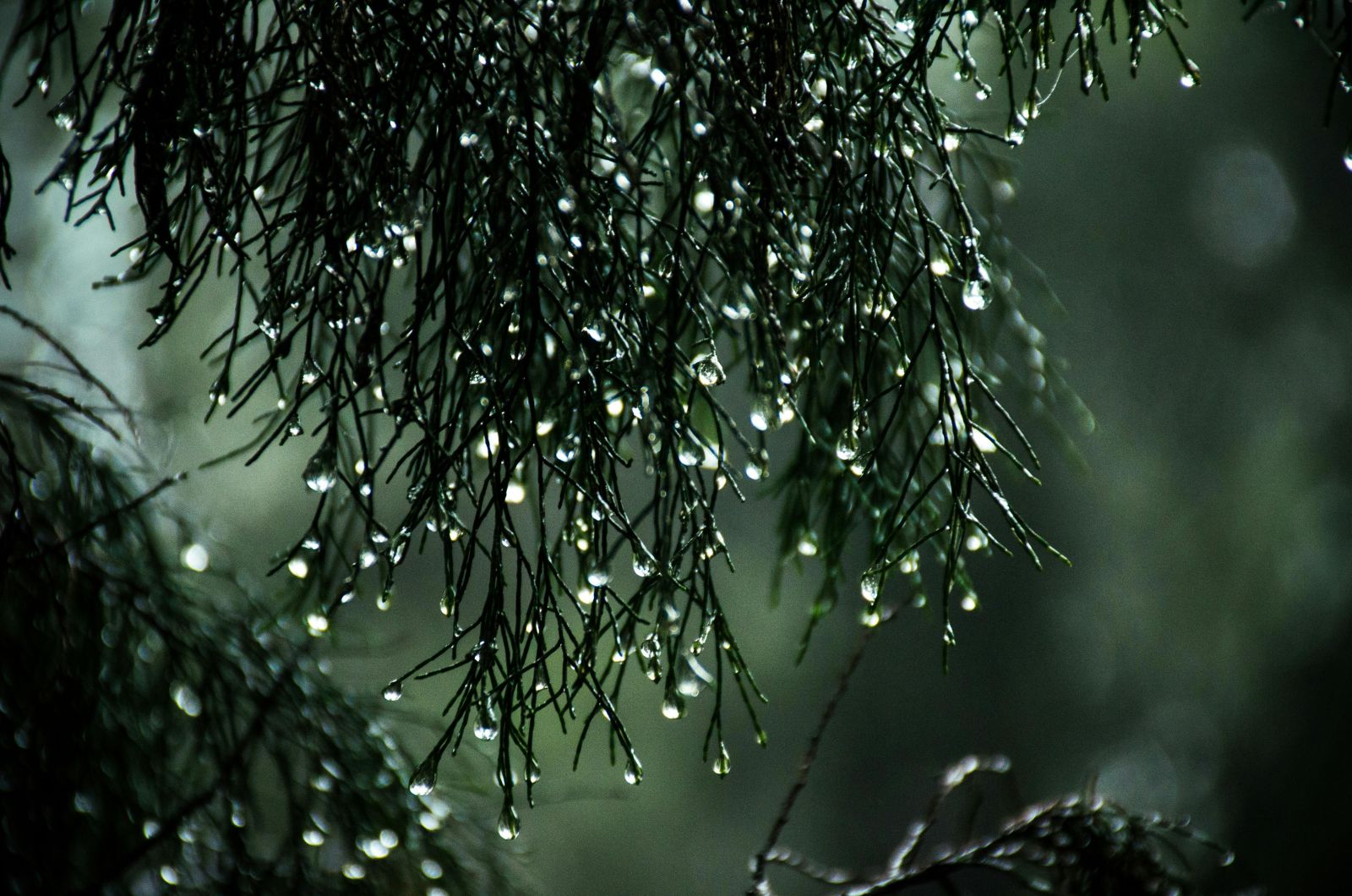 Monsoon in Goa