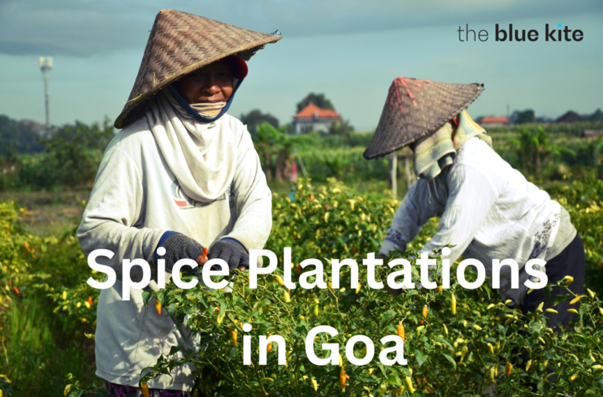 Exploring Spice Plantation in Goa: Activities to Unleash Your Inner Botanist