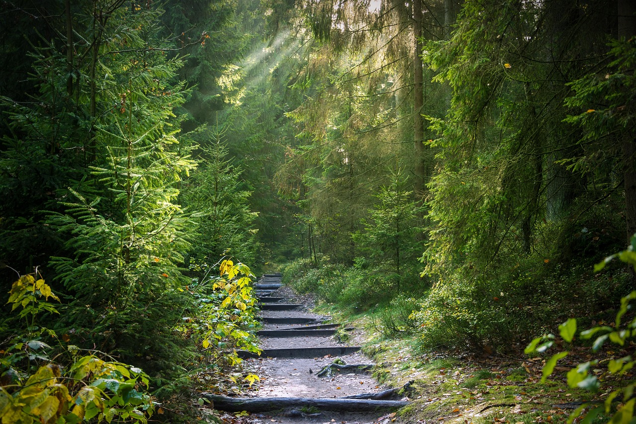 Forests in Goa? Yes, And It’s More Magical Than the Beach